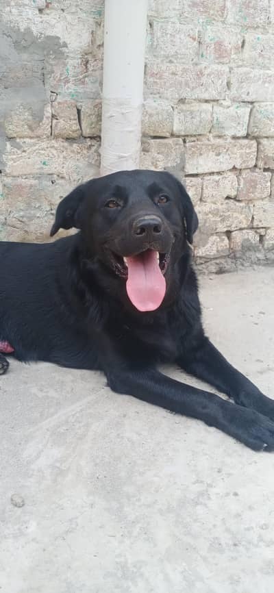 labra