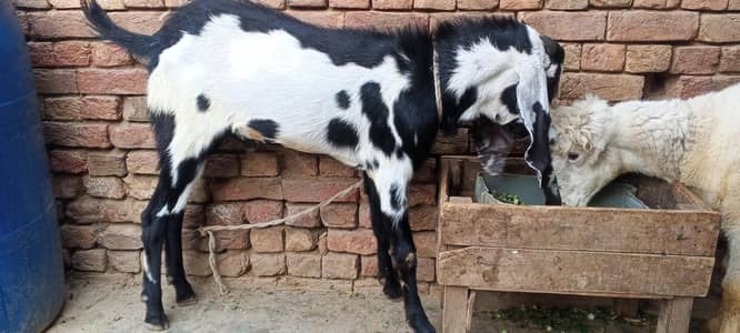BAKRA FOR QURBANI SALE!