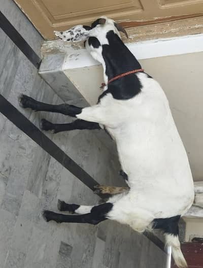 Bakra for sale Qurbani Ka liya 2 dant Bakra