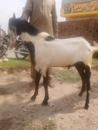 bakra for sale