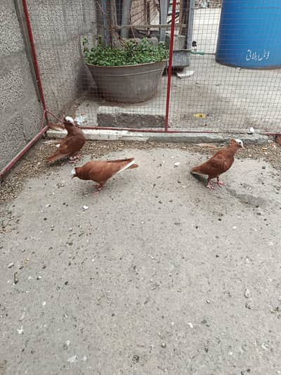 red mukhi jerman chicks available