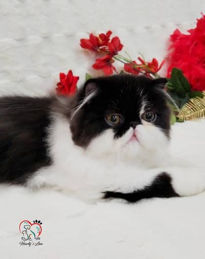 CFA Persian boy parents imported champion line