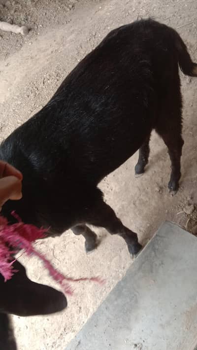 3 Qurbani k leya Bakery wasaz 15kg Sy ziyda ha