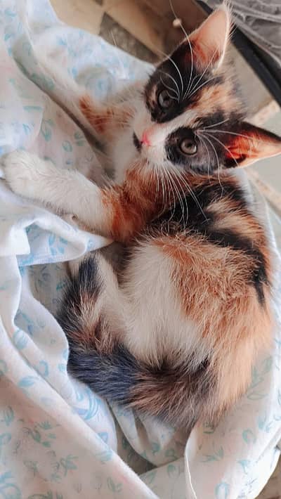 urgent sell double coat female
