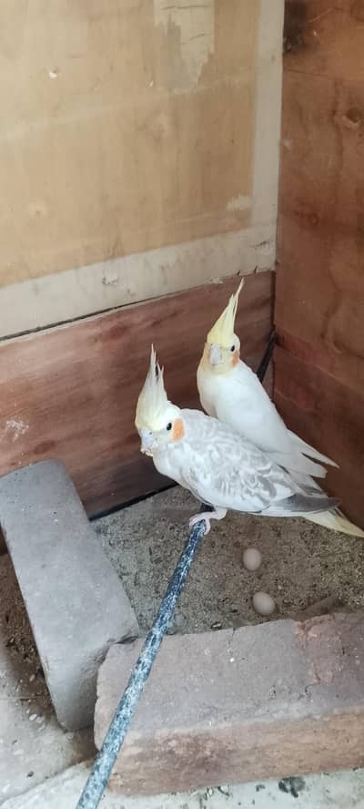 cocktail parrot pair for sale Whatsapp num 03005534192