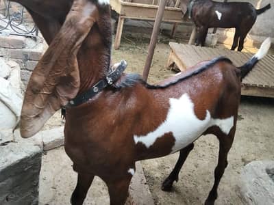 Desi bakra qurbani k liay urgent sale