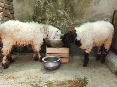 qurbani 2k26