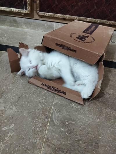 cute kitten