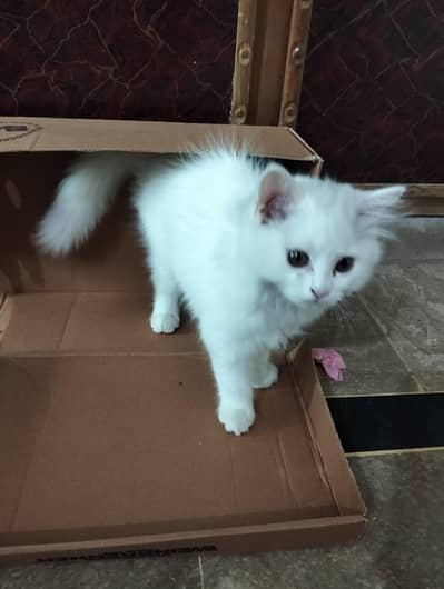 cute kitten