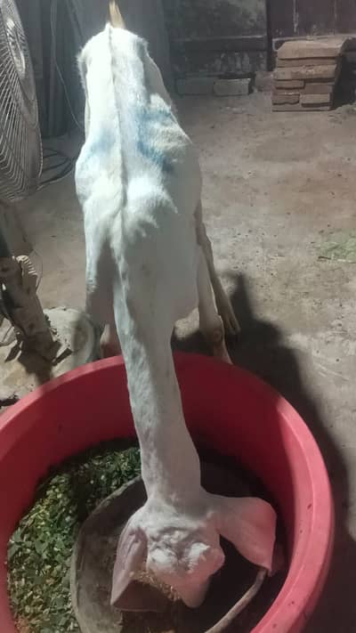 Goat For sale