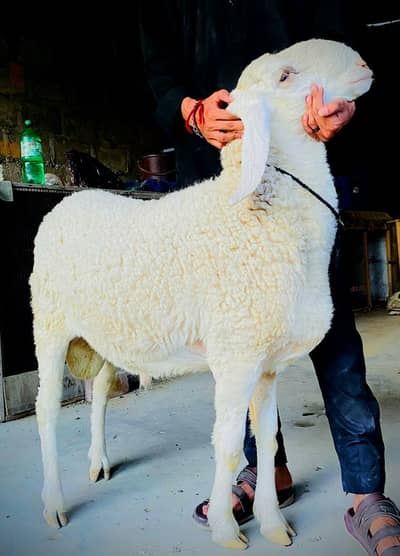 white sheep Larkana jori