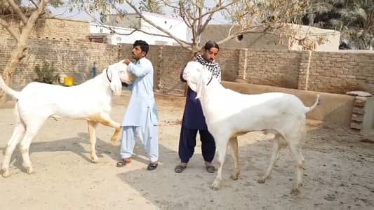 Qurbani ke liye bakre for sale _ 03288110750