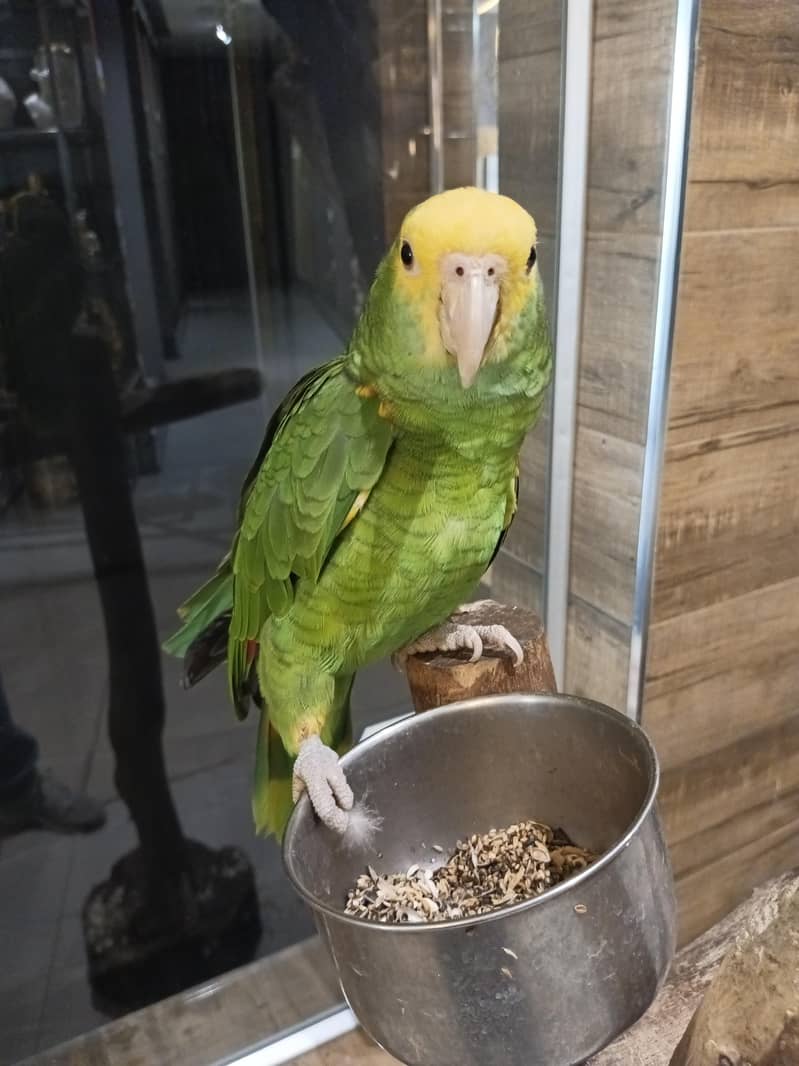 double yellow headed amazon 0