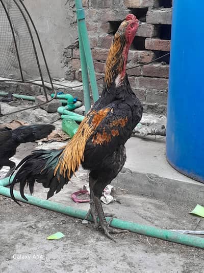 thai & veit&pakoye chicks available  father mother picx attached