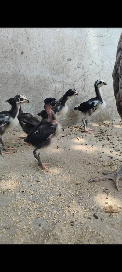 Chicks for sale