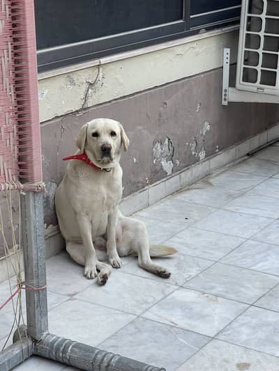 Labrador female