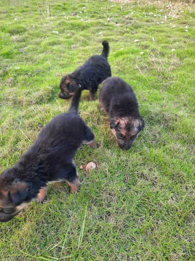 german shepherd  pups for sale