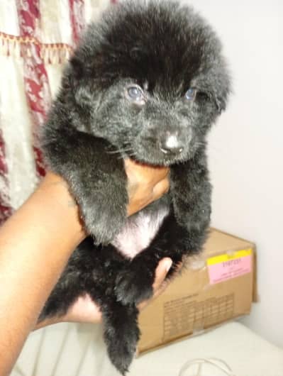 black German shepherd