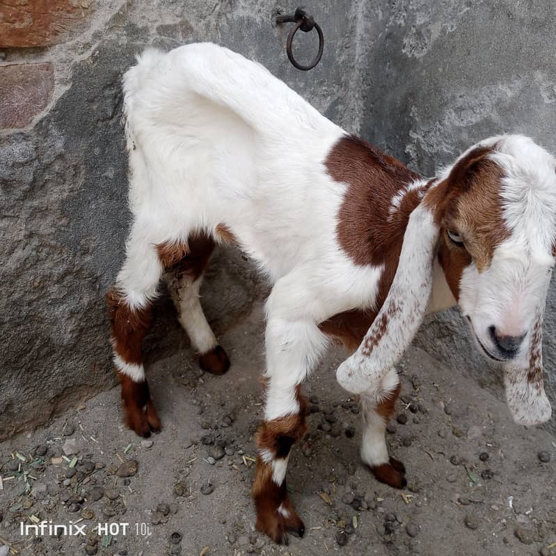 bakri bakra 0