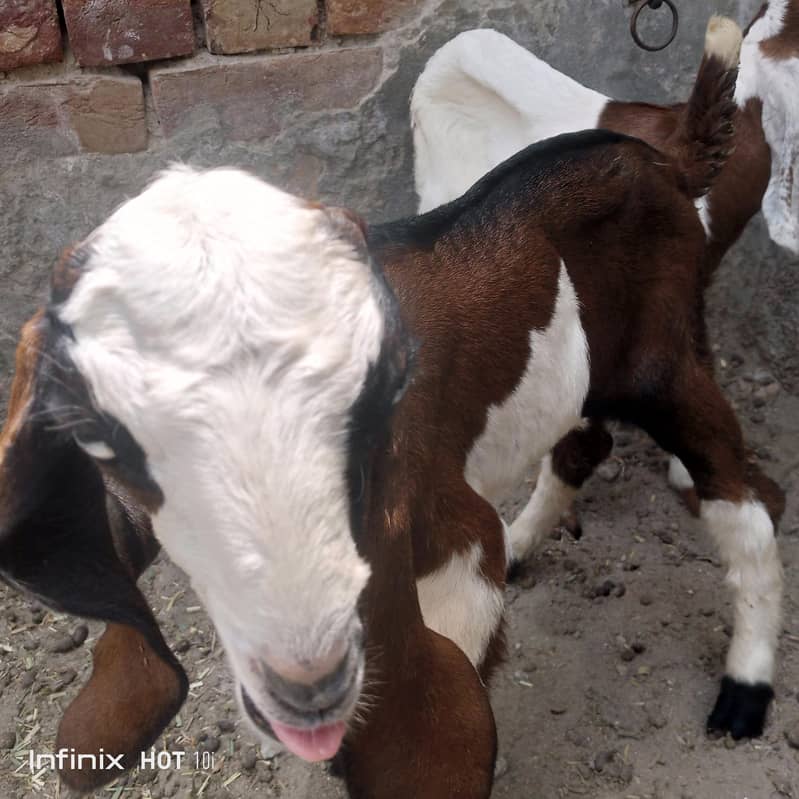 bakri bakra 1