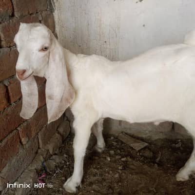 Eid Special Desi Bakra & Chatra Goats Available