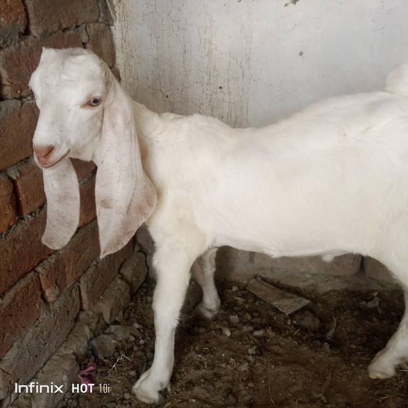 bakri bakra 2