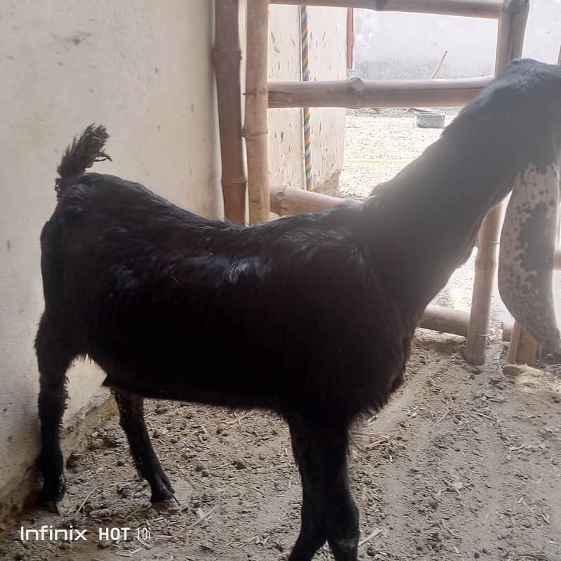 bakri bakra 3