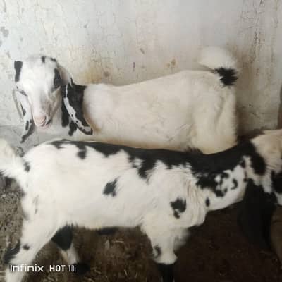 Eid Special Desi Bakra & Chatra Goats Available
