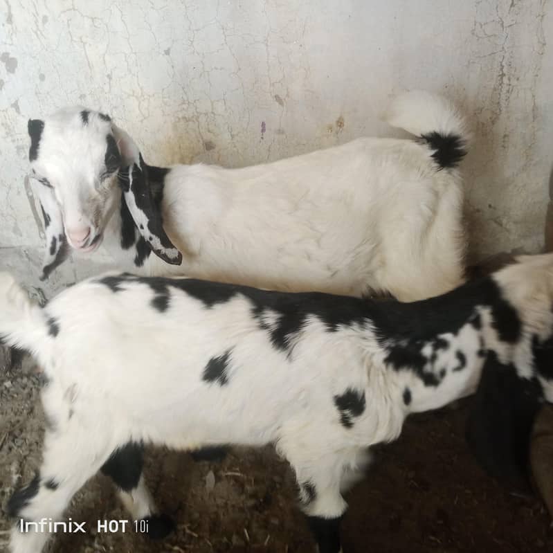 bakri bakra 4