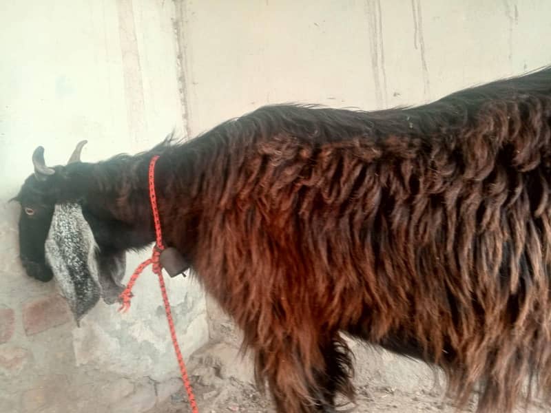 bakri bakra 5