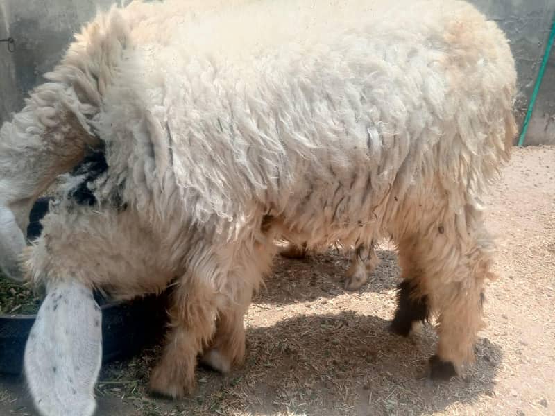 bakri bakra 6