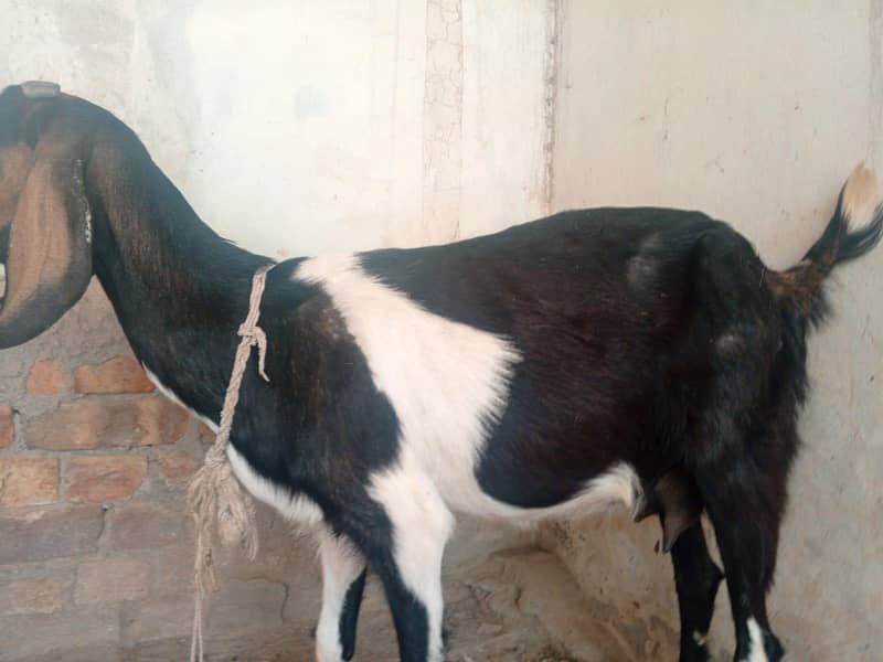 bakri bakra 7