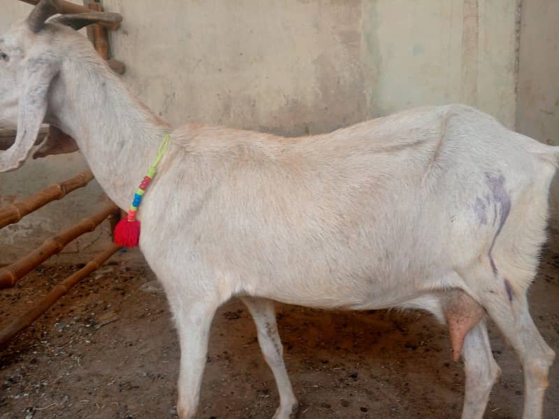 bakri bakra 8