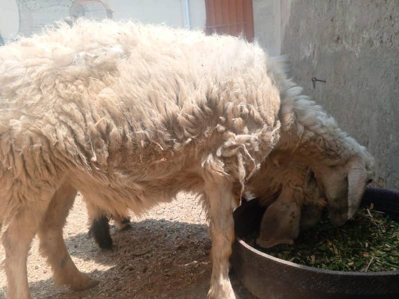 bakri bakra 9