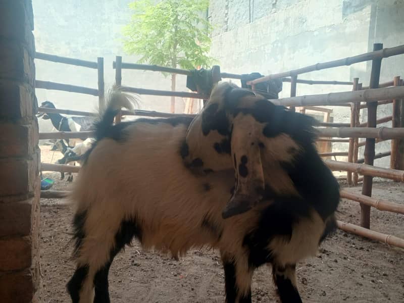 bakri bakra 10