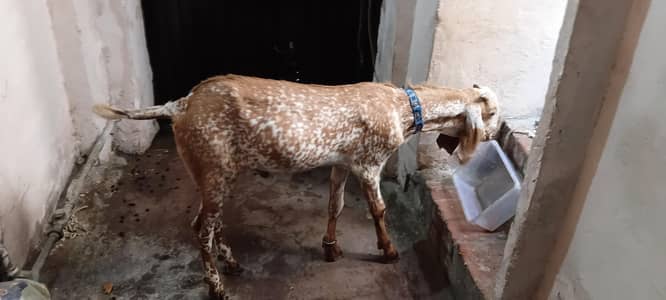 makhi chenna pure nassal for qurbani 2026