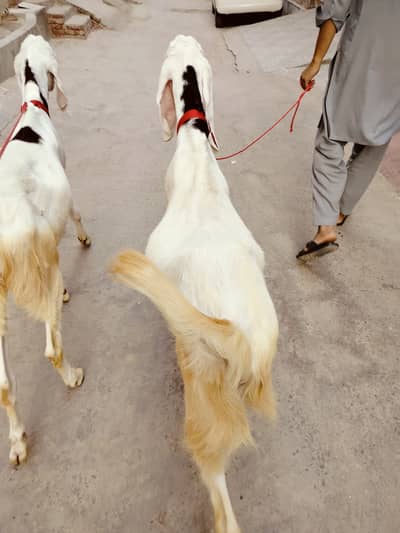 2 dant bakra 4 adad for sale 03037658581