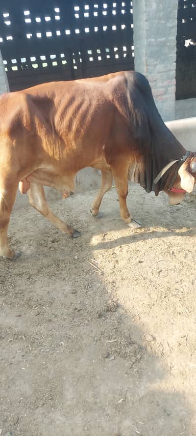 Qurbani 2026 k ly wehra fresh 2dant