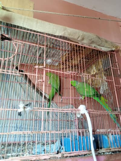 green parrot s