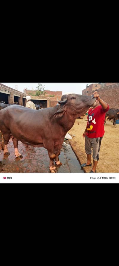 Katta for Sale