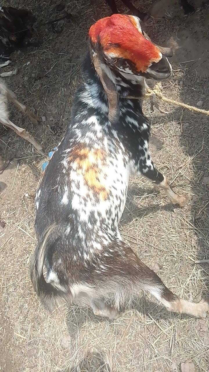 بکرا بکرا 1