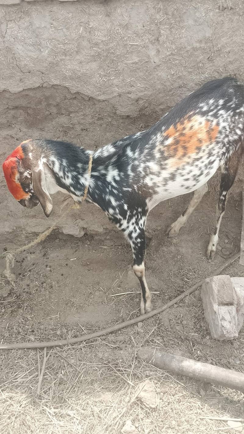 بکرا بکرا 2