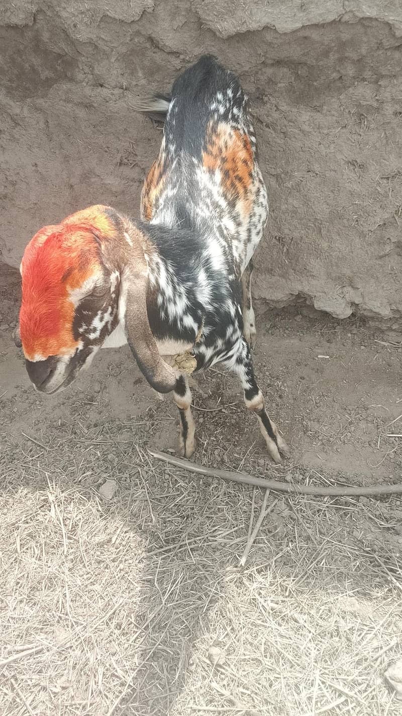 بکرا بکرا 3