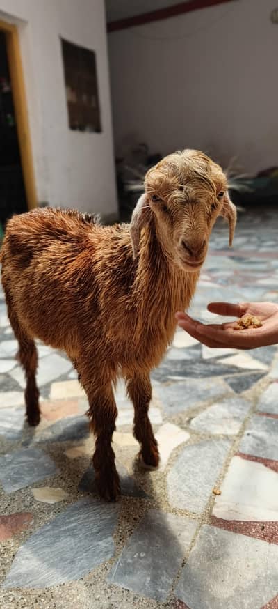 goat for sale