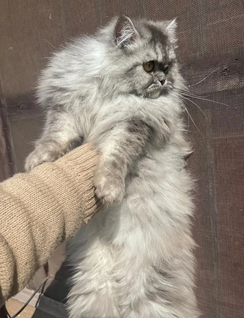 Persian semi punch