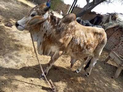 Bulls/OX/Male Cow