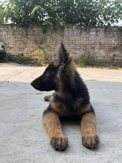 Top quality german shepherd puppy for sale