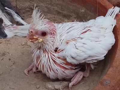 cocktail chicks for Hand Tame
