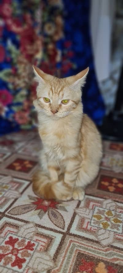 2 Parsion cats