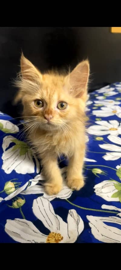 Cat For sale